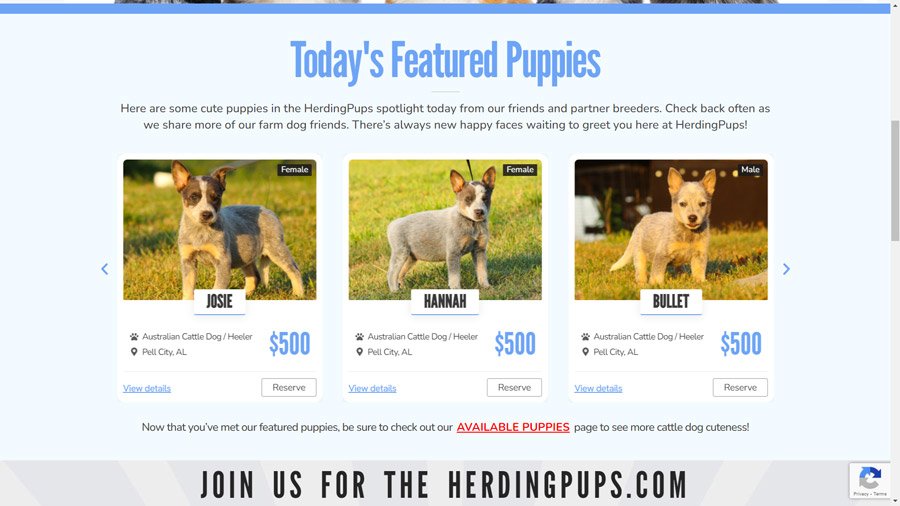 Herding Pup's Homepage